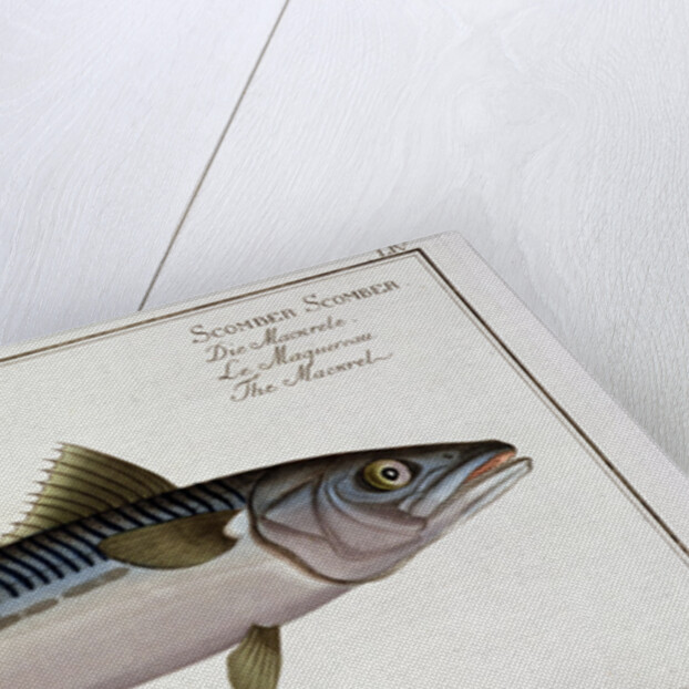 Mackerel (Scomber Scomber) by Gabriel Bodenehr I