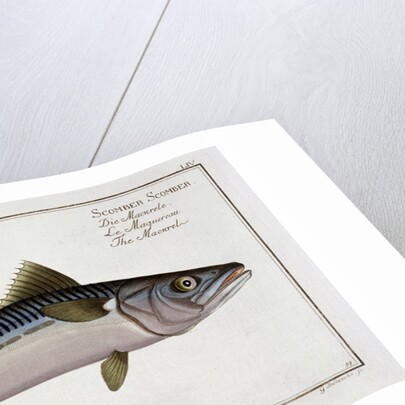 Mackerel (Scomber Scomber) by Gabriel Bodenehr I