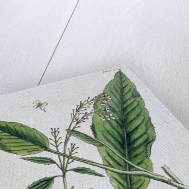 Horseradish by Elizabeth Blackwell