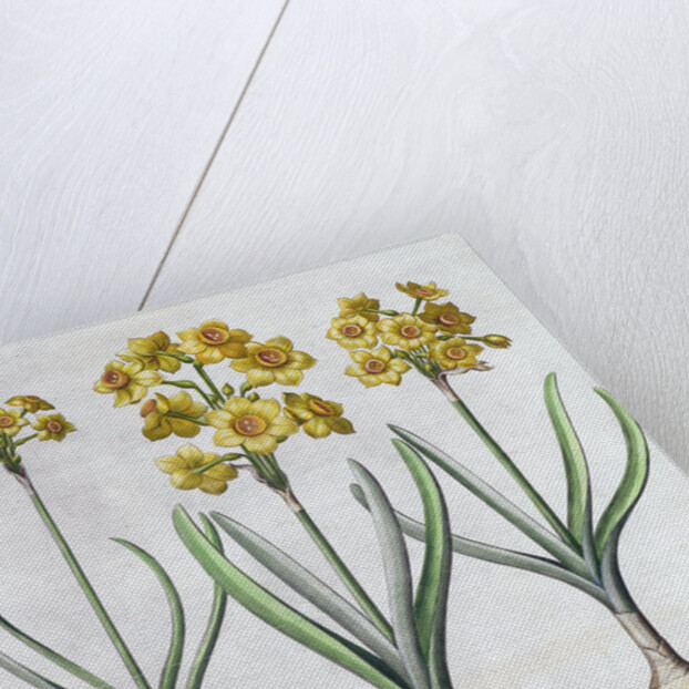 Narcissus by Anonymous