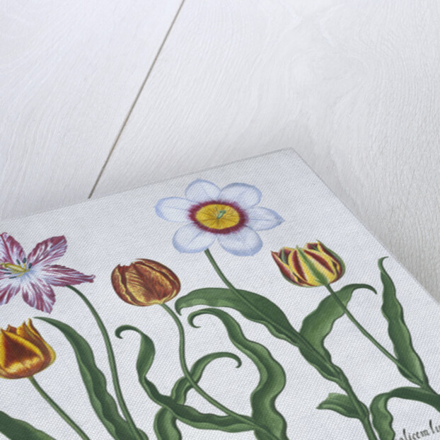 Five tulips by Anonymous