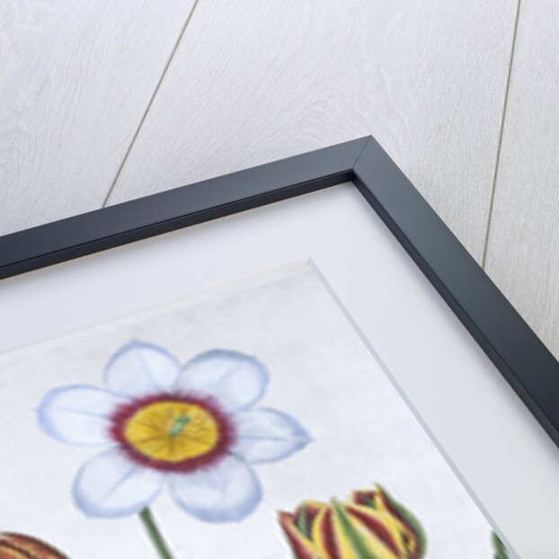 Five tulips by Anonymous