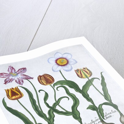 Five tulips by Anonymous