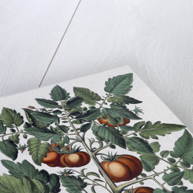 Tomatoes and melons by Anonymous