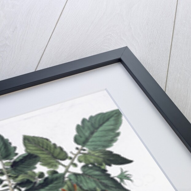 Tomatoes and melons by Anonymous