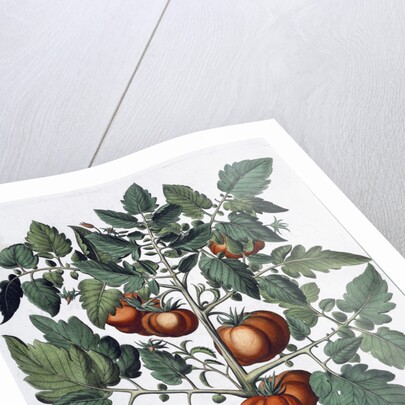 Tomatoes and melons by Anonymous