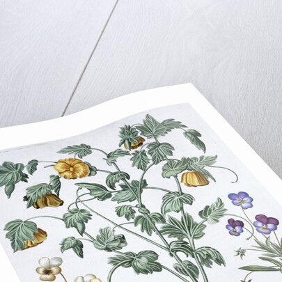 Yellow Horned Poppy by Anonymous