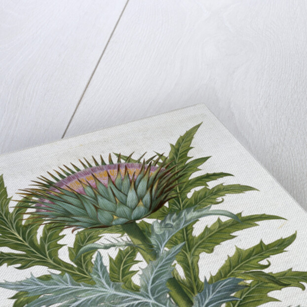 Cardoon by Anonymous