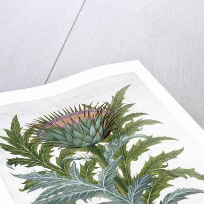 Cardoon by Anonymous