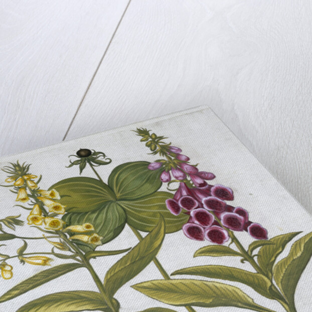 Herb Paris (Solanum quadrifolium), Common Foxglove (Digitalis Purpurea) Large Yellow Foxglove by Anonymous