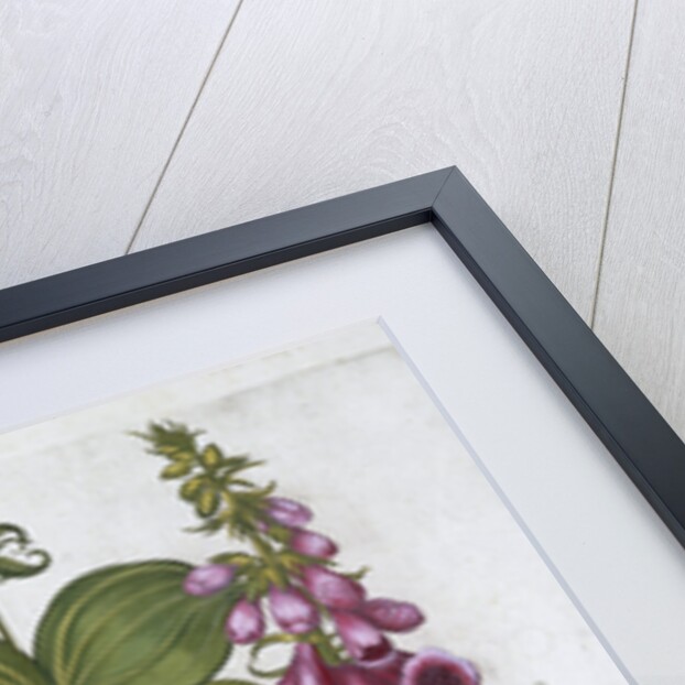 Herb Paris (Solanum quadrifolium), Common Foxglove (Digitalis Purpurea) Large Yellow Foxglove by Anonymous