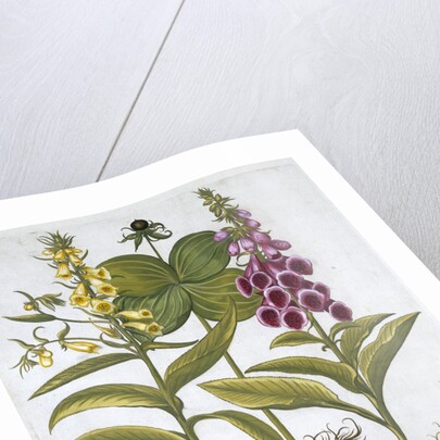 Herb Paris (Solanum quadrifolium), Common Foxglove (Digitalis Purpurea) Large Yellow Foxglove by Anonymous