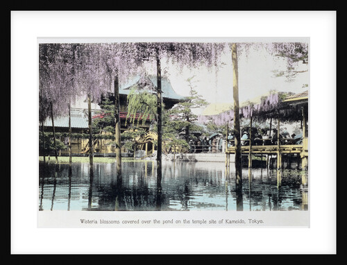 Wisteria blossom over the pond in the Kameido Temple Gardens by Anonymous