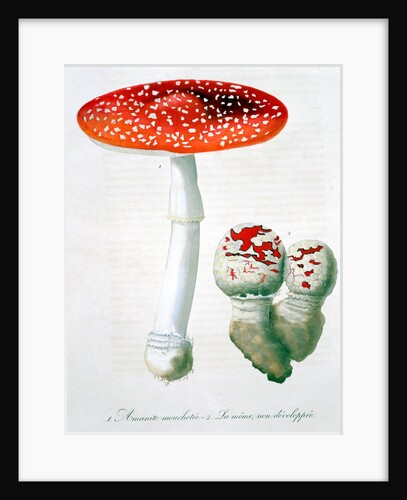 Amanita Muscaria (Fly Agaric) by LFJ Hoquart