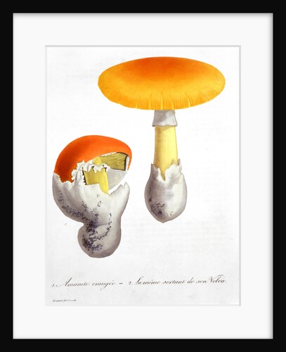 Amanita Caesaria (Caesar's Mushroom) by LFJ Hoquart