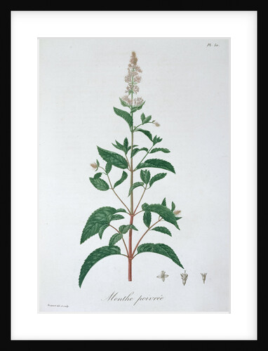 Mentha Piperita (Peppermint) by LFJ Hoquart