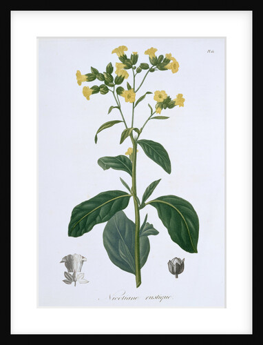 Nicotiana (Tobacco) by LFJ Hoquart