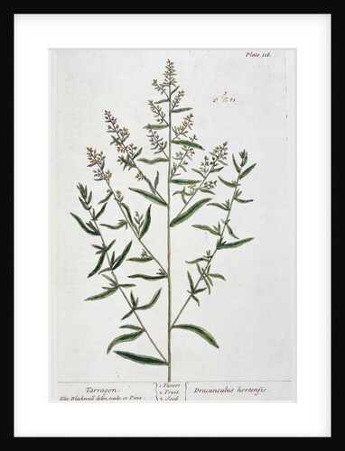 Tarragon by Elizabeth Blackwell