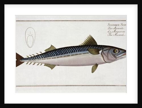 Mackerel (Scomber Scomber) by Gabriel Bodenehr I