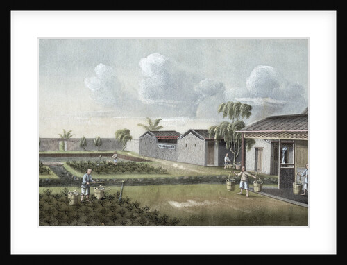 Watering tea plants by Anonymous