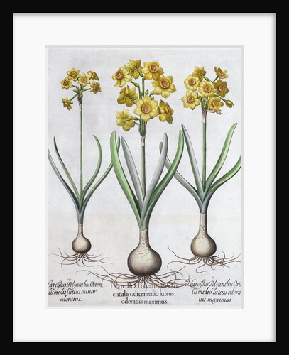 Narcissus by Anonymous