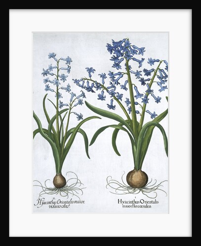 Two blue hyacinths by Anonymous