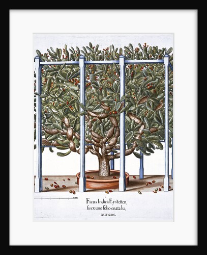 Ficus indica eytettensis by Anonymous