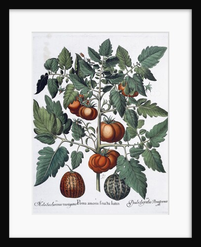 Tomatoes and melons by Anonymous