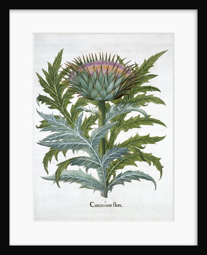 Cardoon by Anonymous