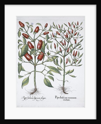 Chilli pepper plants by Anonymous