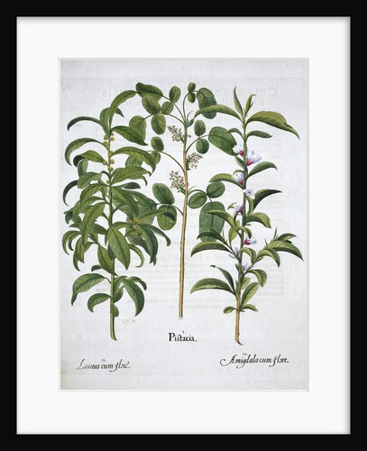 Pistachio Nut, Bay Tree (Laurus Nobilis) and Almond by Anonymous