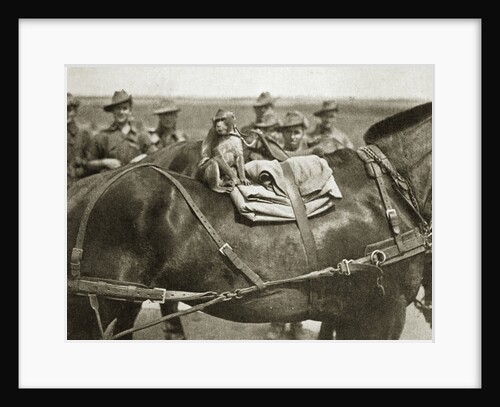 The mascot of the Anzacs by Anonymous