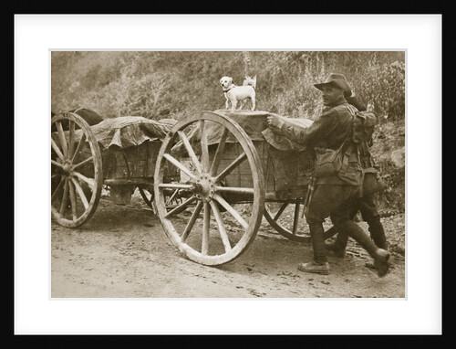 Australian troops returning from the trenches with their mascot by Anonymous