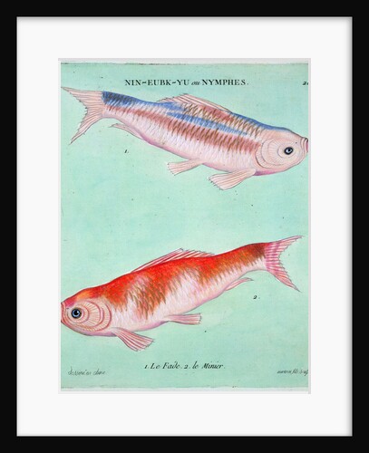 Chinese goldfish by Francois Nicholas Martinet