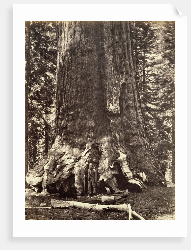 Base of the Grizzly Giant, Giant Sequoia tree, Yosemite by Carleton Emmons Watkins