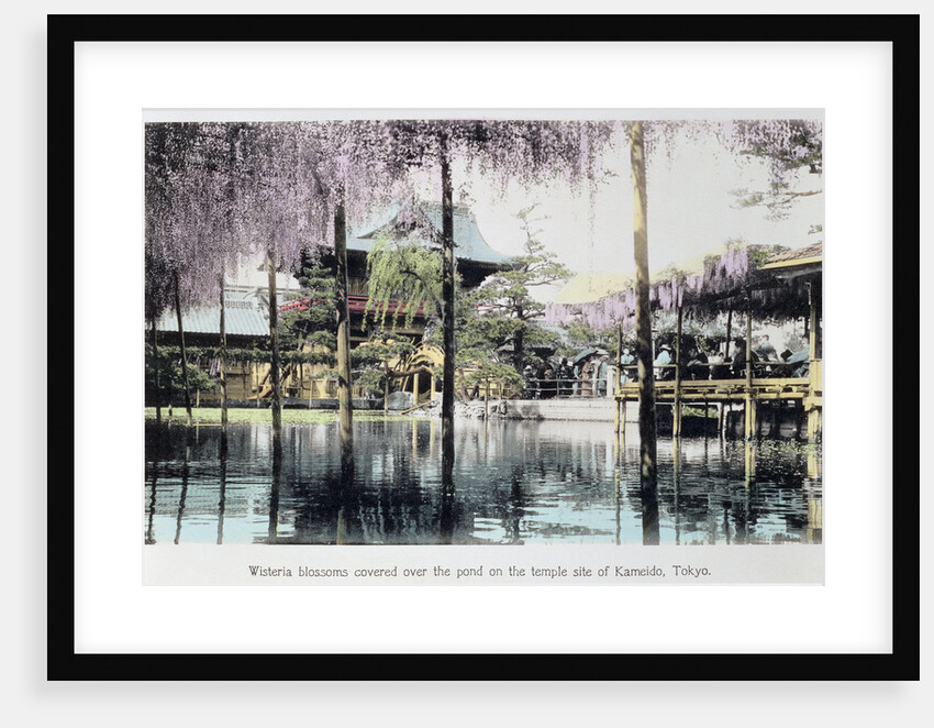 Wisteria blossom over the pond in the Kameido Temple Gardens by Anonymous