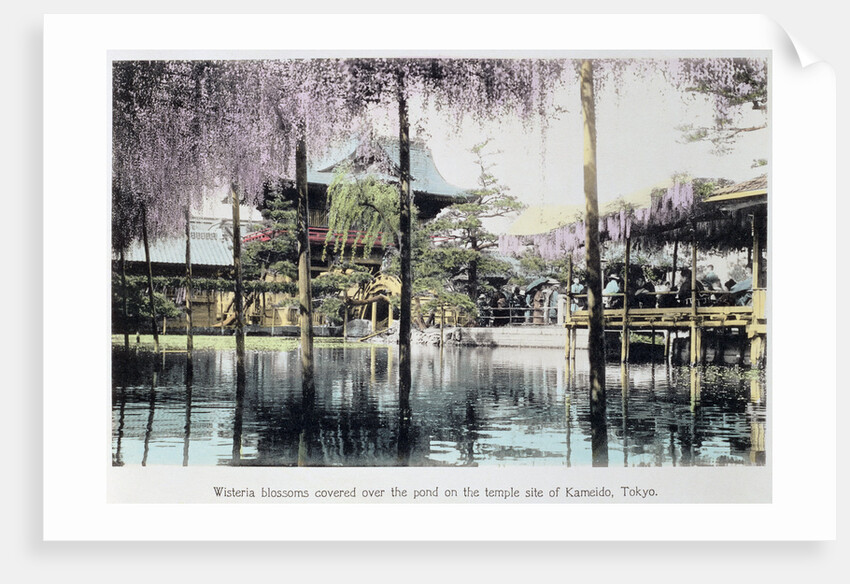 Wisteria blossom over the pond in the Kameido Temple Gardens by Anonymous