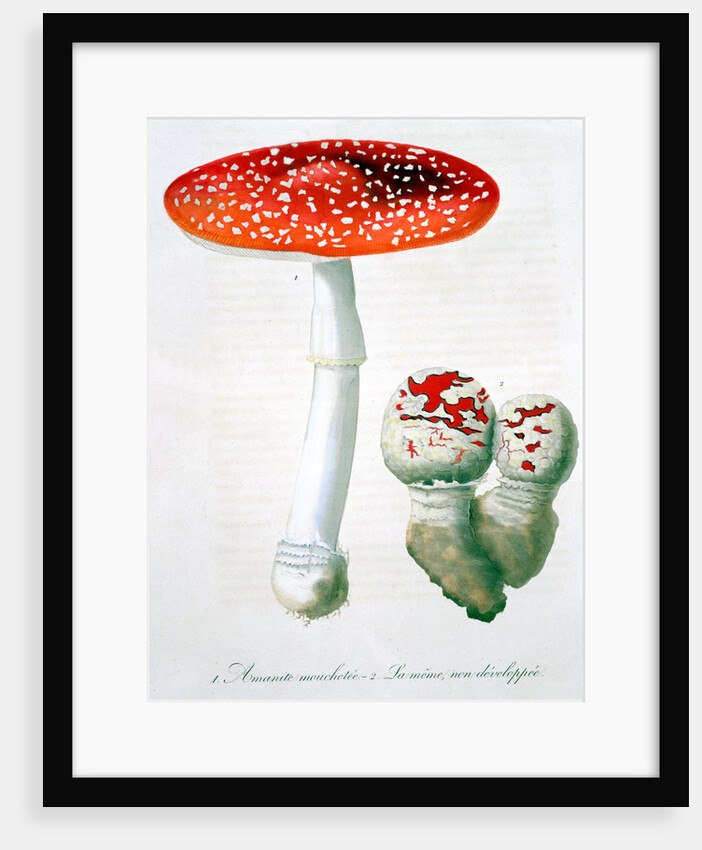 Amanita Muscaria (Fly Agaric) by LFJ Hoquart
