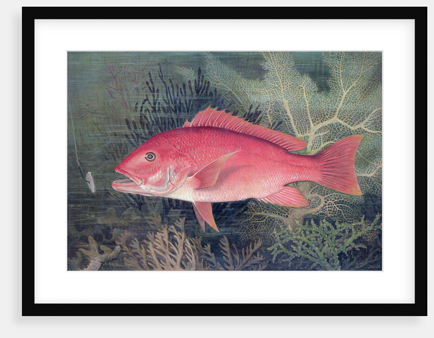 Red Snapper by SA Kilourne