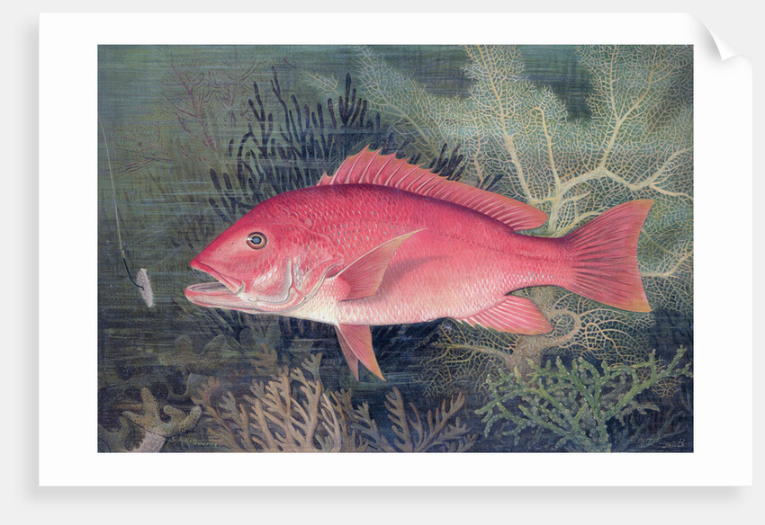 Red Snapper by SA Kilourne