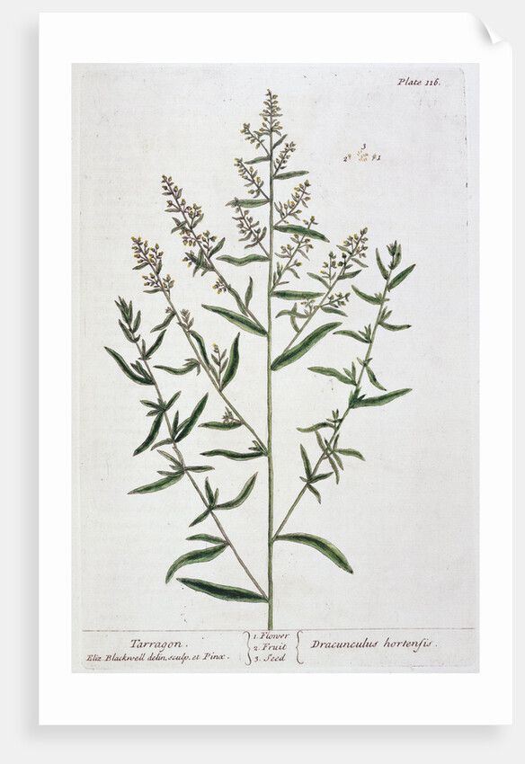 Tarragon by Elizabeth Blackwell