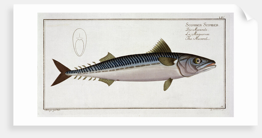 Mackerel (Scomber Scomber) by Gabriel Bodenehr I
