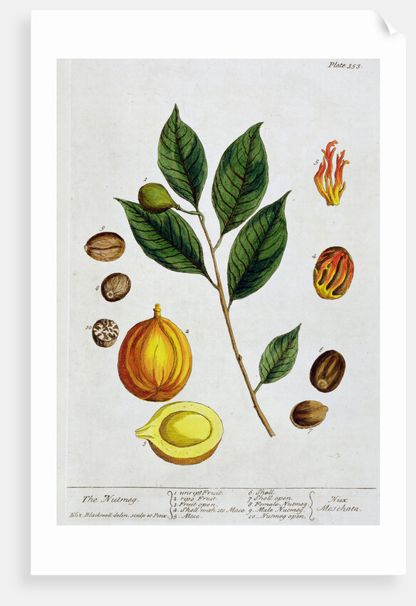 Nutmeg by Elizabeth Blackwell