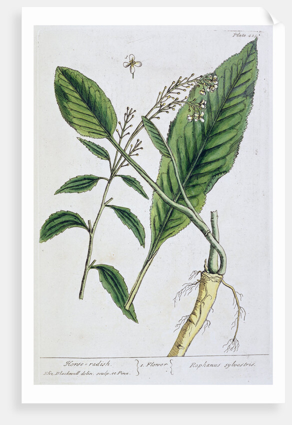 Horseradish by Elizabeth Blackwell