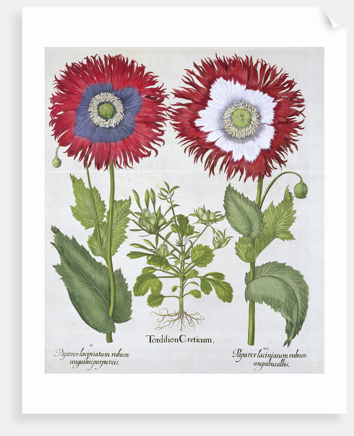 Ornamental poppies by Anonymous