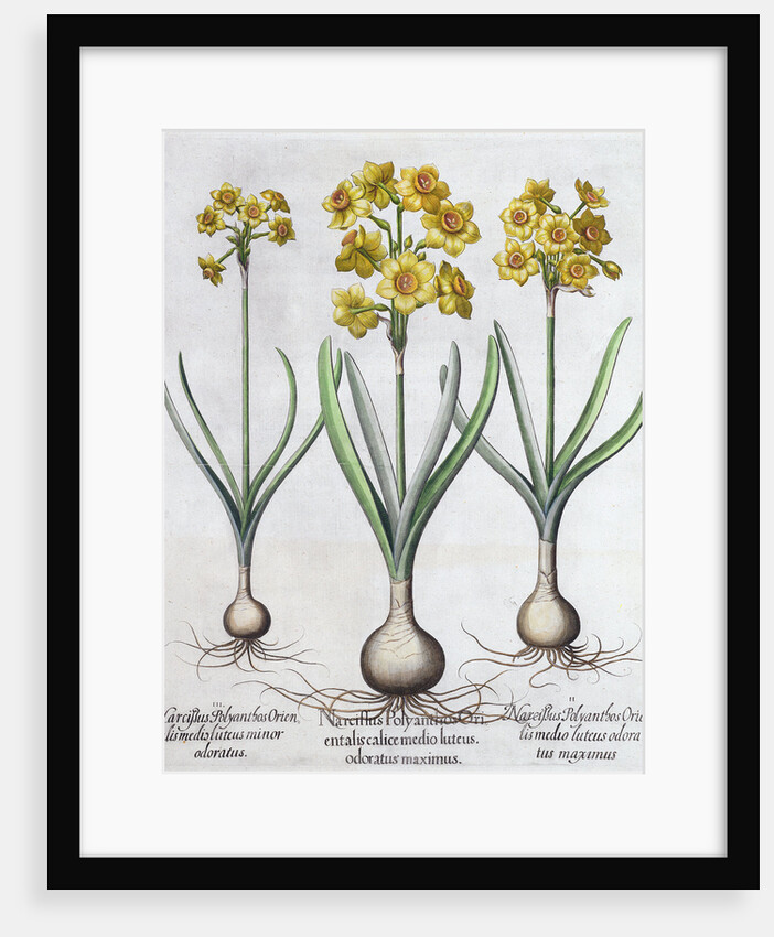 Narcissus by Anonymous