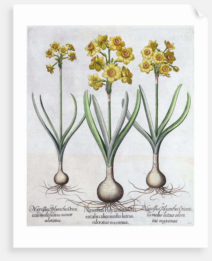 Narcissus by Anonymous