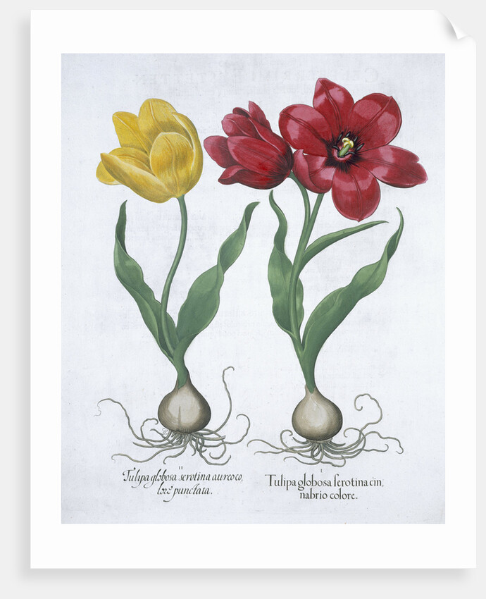 Red and yellow tulip by Anonymous