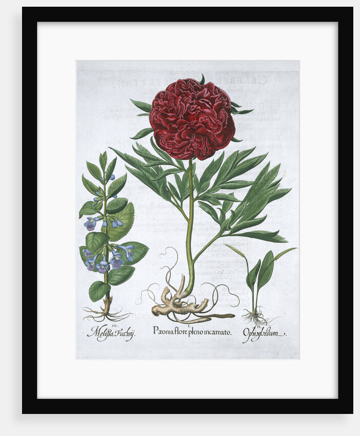 Lemon balm, Peony and adder's tongue fern by Anonymous