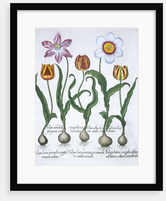 Five tulips by Anonymous